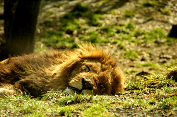 ライオンの寝顔.jpg